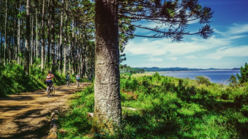 Man Riding Bike on Dirt Road Near Green Grass and Tree Under Cloudy Sky during Daytime