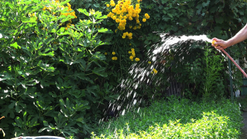 Man's hand watering plants with hose in the garden, 4k, UHD Stock ...