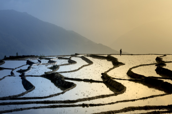 Man Standing On Crops Man Standing On Crops