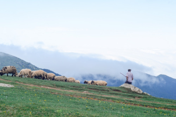 Man Surrounded by Sheep Man Surrounded by Sheep