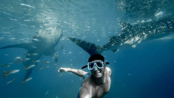 man swimming with whales man swimming with whales