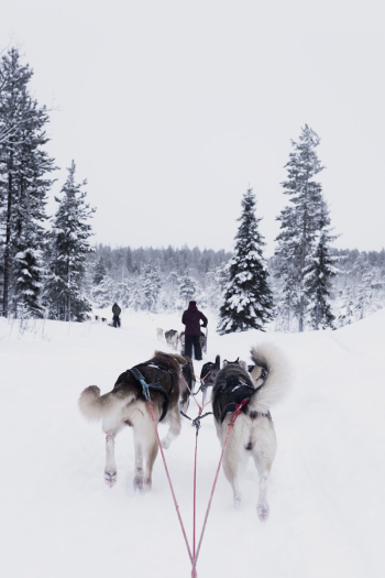 Man with dog sled is | Free Photo - rawpixel