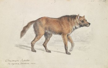 Maned Wolf by Charles Hamilton | Free Photo - rawpixel Maned Wolf by Charles Hamilton | Free Photo - rawpixel