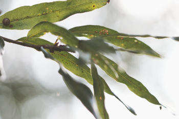 Mango Tree Leaves Mango Tree Leaves
