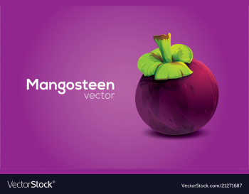 Mangosteen in format vector image Mangosteen in format vector image