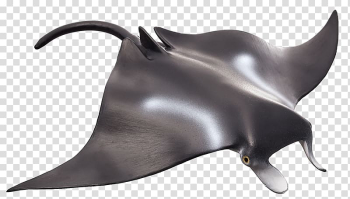 Manta ray Animal Batoidea Chondrichthyes Marine mammal, idly transparent background PNG clipart
