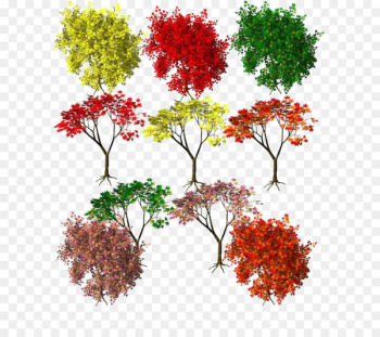 Maple Autumn leaf color Autumn leaf color Red - Autumn leaves Seasons 