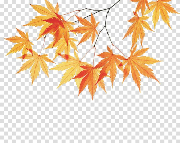 Maple branch transparent background PNG clipart