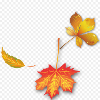 Maple leaf Autumn - Autumn leaves Maple leaf Autumn - Autumn leaves