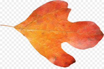 Maple leaf Autumn - Autumn Maple Leaf Maple leaf Autumn - Autumn Maple Leaf