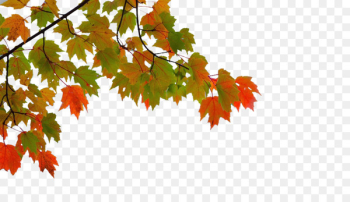 Maple leaf Autumn - Autumn maple leaves Maple leaf Autumn - Autumn maple leaves