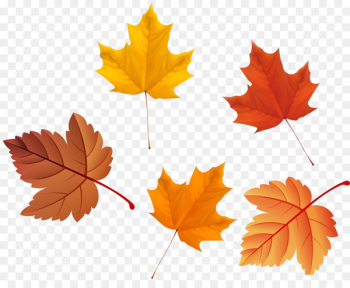 Maple leaf Autumn Deciduous - Maple Leaf Maple leaf Autumn Deciduous - Maple Leaf