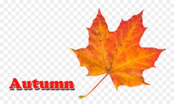 Maple leaf Autumn leaf color - autumn Maple leaf Autumn leaf color - autumn