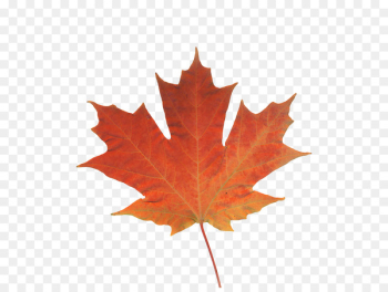 Maple leaf Autumn leaf color Canada - real leaf 