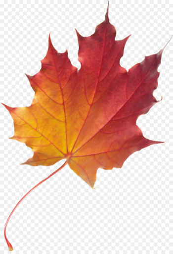Maple leaf Autumn leaf color - foliage Maple leaf Autumn leaf color - foliage