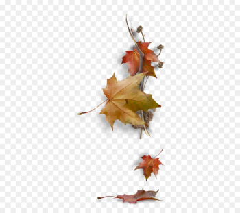Maple leaf Autumn leaf color Image - Leaf Maple leaf Autumn leaf color Image - Leaf