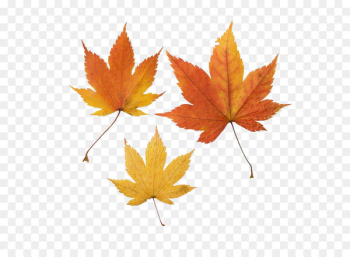 Maple leaf Autumn leaf color - Three maple leaves Maple leaf Autumn leaf color - Three maple leaves