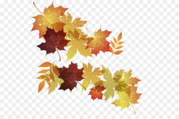 Maple leaf Autumn Leaves - autumn leaves 