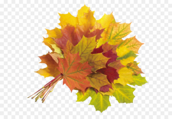 Maple leaf Autumn Leaves - autumn leaves 