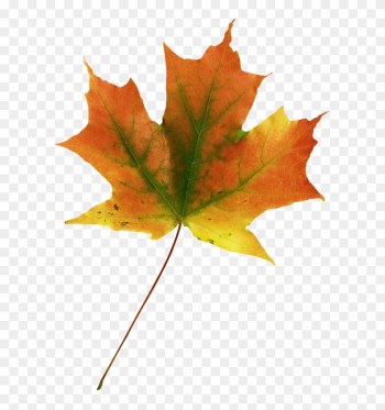 Maple Leaf Autumn Leaves - Maple Leaf Autumn Leaves Maple Leaf Autumn Leaves - Maple Leaf Autumn Leaves