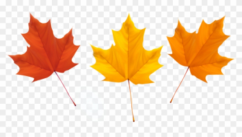 Maple Leaf Autumn Leaves - Maple Leaf Autumn Leaves Maple Leaf Autumn Leaves - Maple Leaf Autumn Leaves