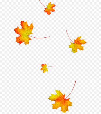 Maple leaf - Autumn Maple Leaf Maple leaf - Autumn Maple Leaf
