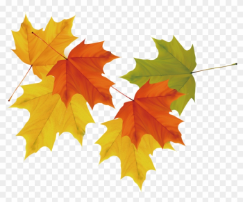 Maple Leaf Autumn - Maple Leaf Maple Leaf Autumn - Maple Leaf