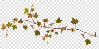 Maple leaf Autumn Plant, foliage transparent background PNG clipart Maple leaf Autumn Plant, foliage transparent background PNG clipart