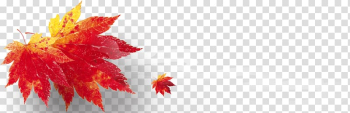 Maple leaf , autumn transparent background PNG clipart