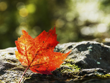 Maple leaf background, Autumn aesthetic. | Free Photo - rawpixel Maple leaf background, Autumn aesthetic. | Free Photo - rawpixel