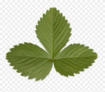 Maple Leaf Clipart Download - Strawberry Leaf Transparent Maple Leaf Clipart Download - Strawberry Leaf Transparent