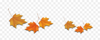 Maple leaf Deciduous - leaf Maple leaf Deciduous - leaf