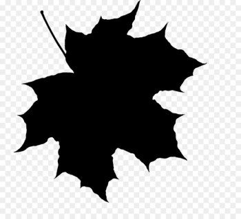 Maple leaf Drawing Information - Maple leaf Drawing Information -
