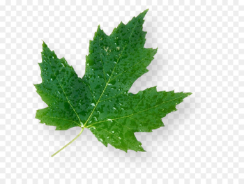 Maple leaf Green Canada - Leaf Maple leaf Green Canada - Leaf