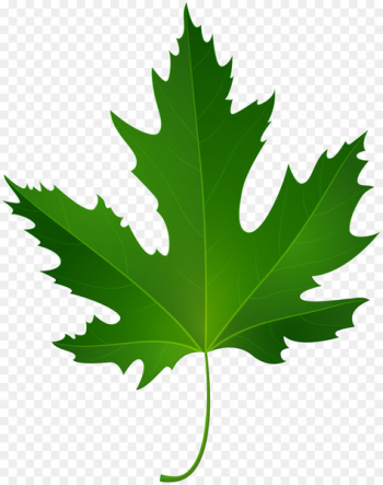 Maple leaf Green Clip art - maple leaf Maple leaf Green Clip art - maple leaf