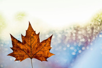 maple leaf illustration maple leaf illustration