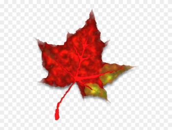 Maple Leaf Image 22, Buy Clip Art - Lá Phong Đỏ Rơi