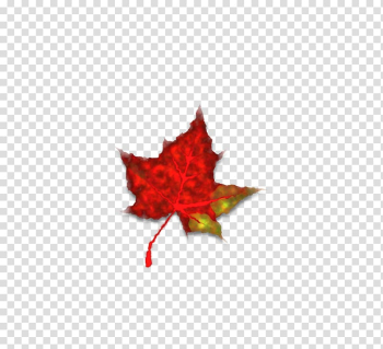 Maple leaf Japanese maple Autumn leaf color Red maple, autumn transparent background PNG clipart