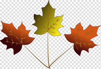 Maple leaf Japanese maple Drawing , Maples transparent background PNG clipart Maple leaf Japanese maple Drawing , Maples transparent background PNG clipart