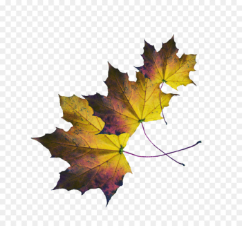 Maple leaf - Leaf Maple leaf - Leaf