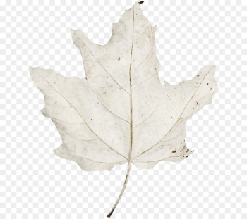 Maple leaf - Leaf Maple leaf - Leaf
