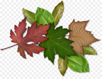 Maple leaf - leaf bookmark Maple leaf - leaf bookmark