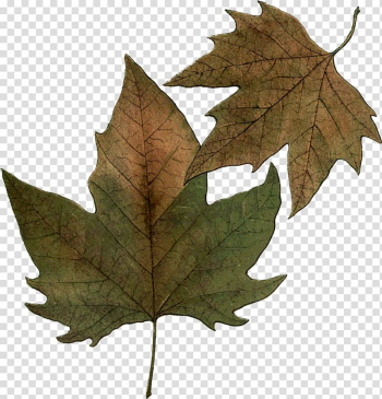 Maple leaf Leaf carving Art, Leaf transparent background PNG clipart