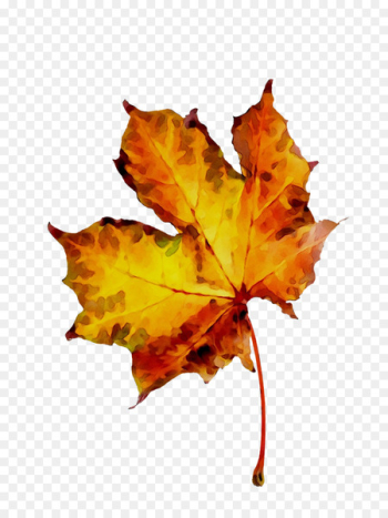Maple Leaf, Leaf, Orange Sa PNG Maple Leaf, Leaf, Orange Sa PNG