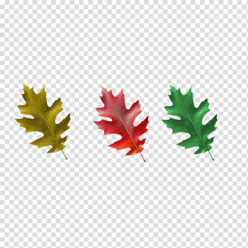 Maple leaf, leaves-fall transparent background PNG clipart