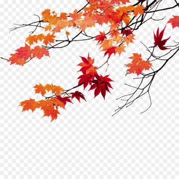 Maple leaf - Maple Leaf Maple leaf - Maple Leaf