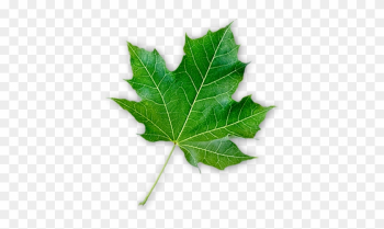 Maple-leaf - Maple Leaf Maple-leaf - Maple Leaf