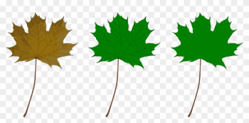 Maple Leaf - Maple Leaf Maple Leaf - Maple Leaf