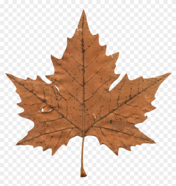 Maple Leaf - Maple Leaf Png Transparent Maple Leaf - Maple Leaf Png Transparent
