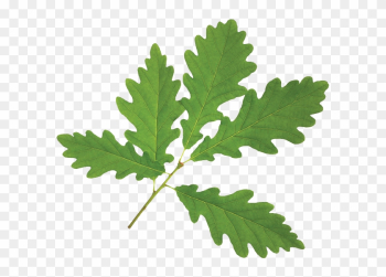 Maple Leaf - Oak Leaf White Background Maple Leaf - Oak Leaf White Background